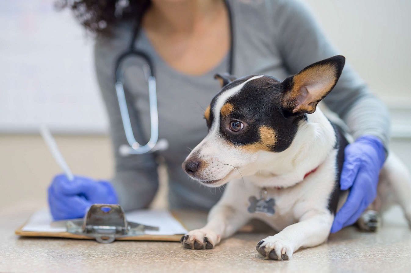 Evcil hayvan veteriner kliniklerinin dezenfeksiyonu
